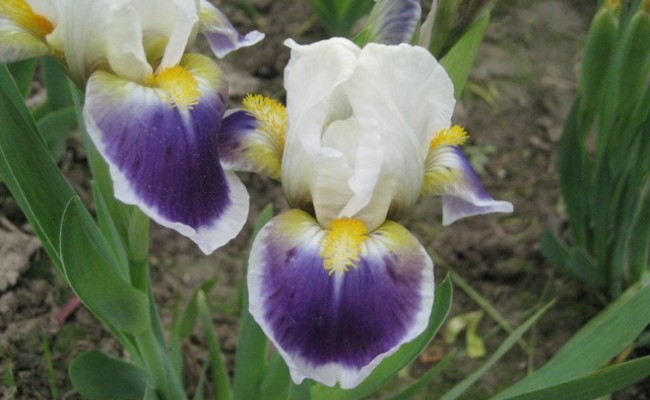 Irys bródkowy niski ‘Mikey Likes It’ (Iris x barbata)